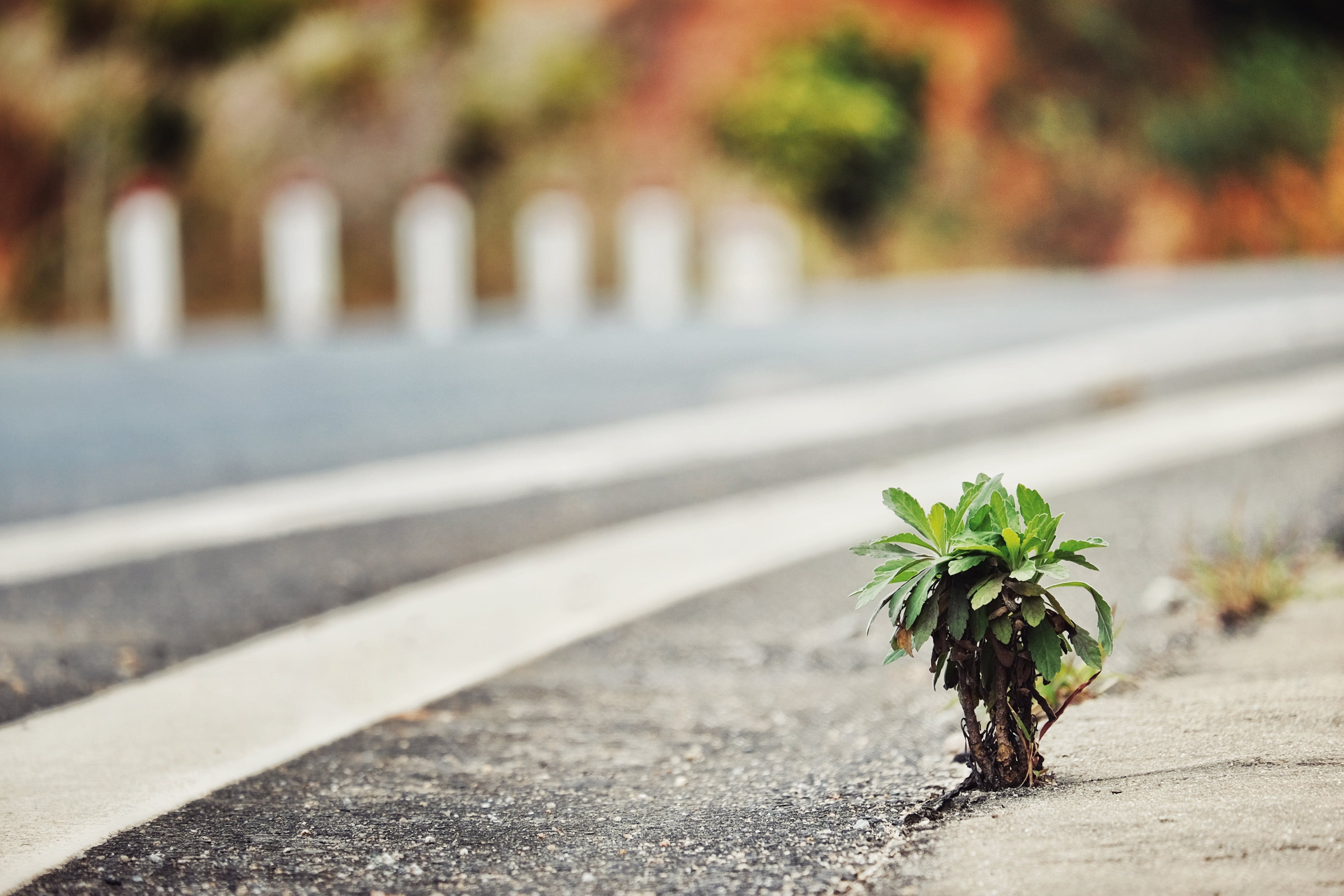 Plant growing through asphalt, representing extreme adaptation